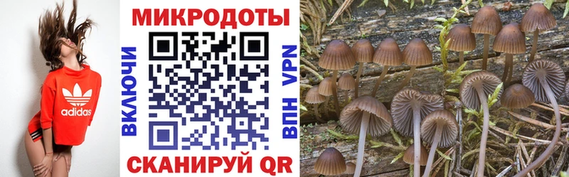 Галлюциногенные грибы Psilocybe  Новодвинск 